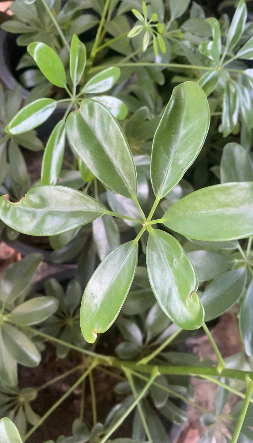 หนวดปลาหมึก Miniature umbrella