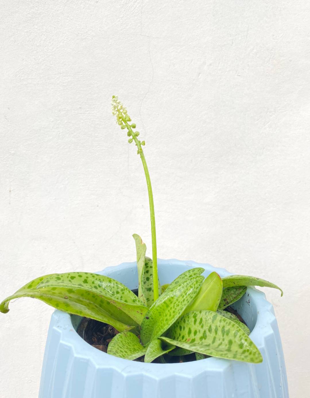 รวยไม่เลิก Drimiopsis Maculata