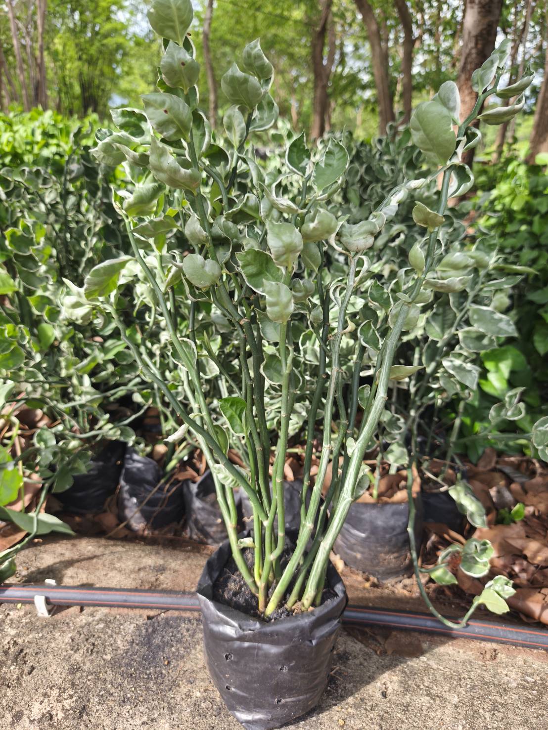 ต้นแสยกกวักเงินกวักทองใบด่าง zigzag plant