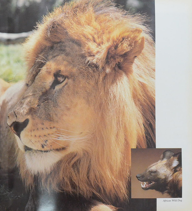 THE ROYAL MELBOURNE ZOOLOGICAL GARDENS