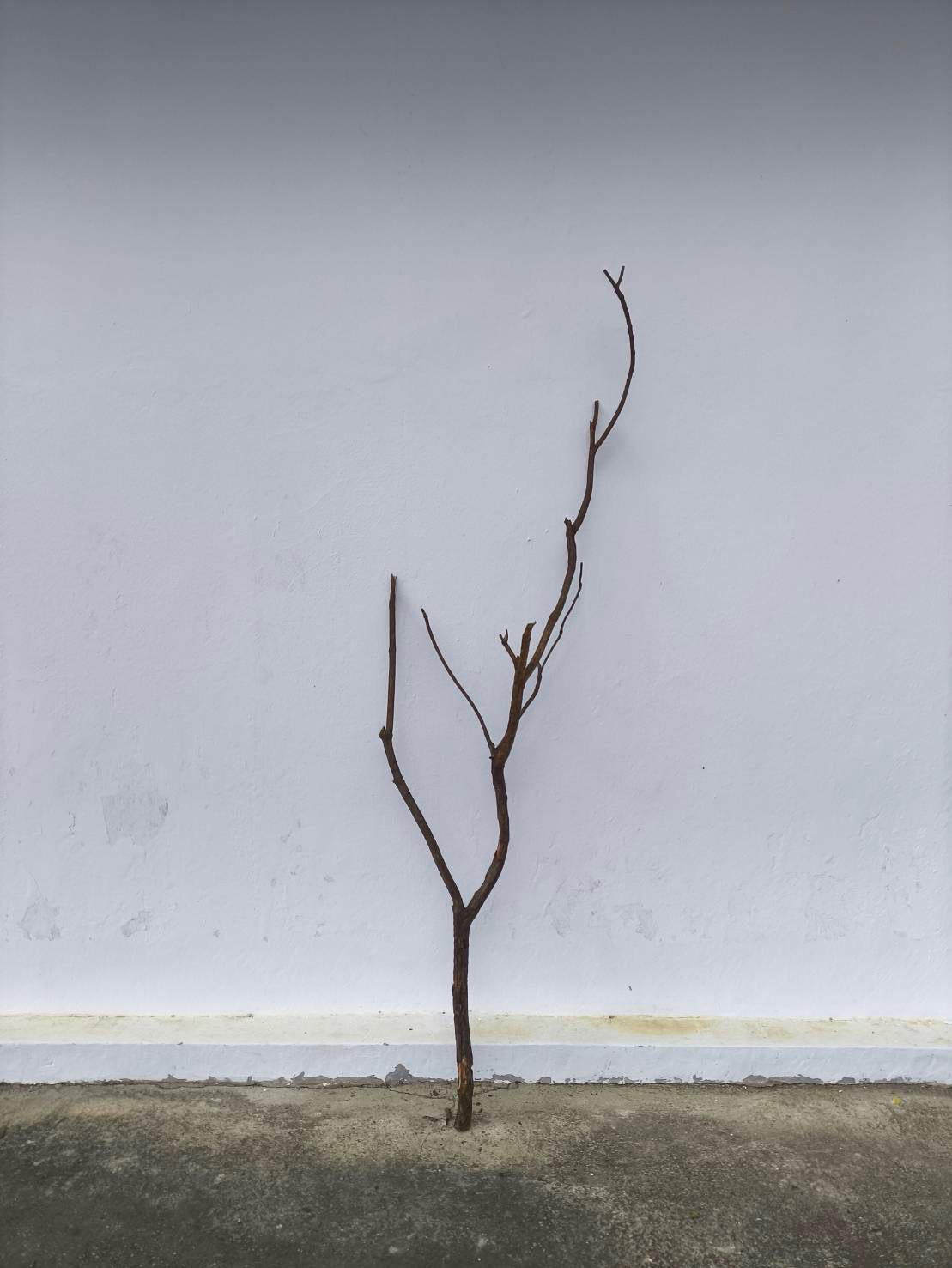 🌿 กิ่งไม้แห้งจริง Tree branch (เบอร์ 18)