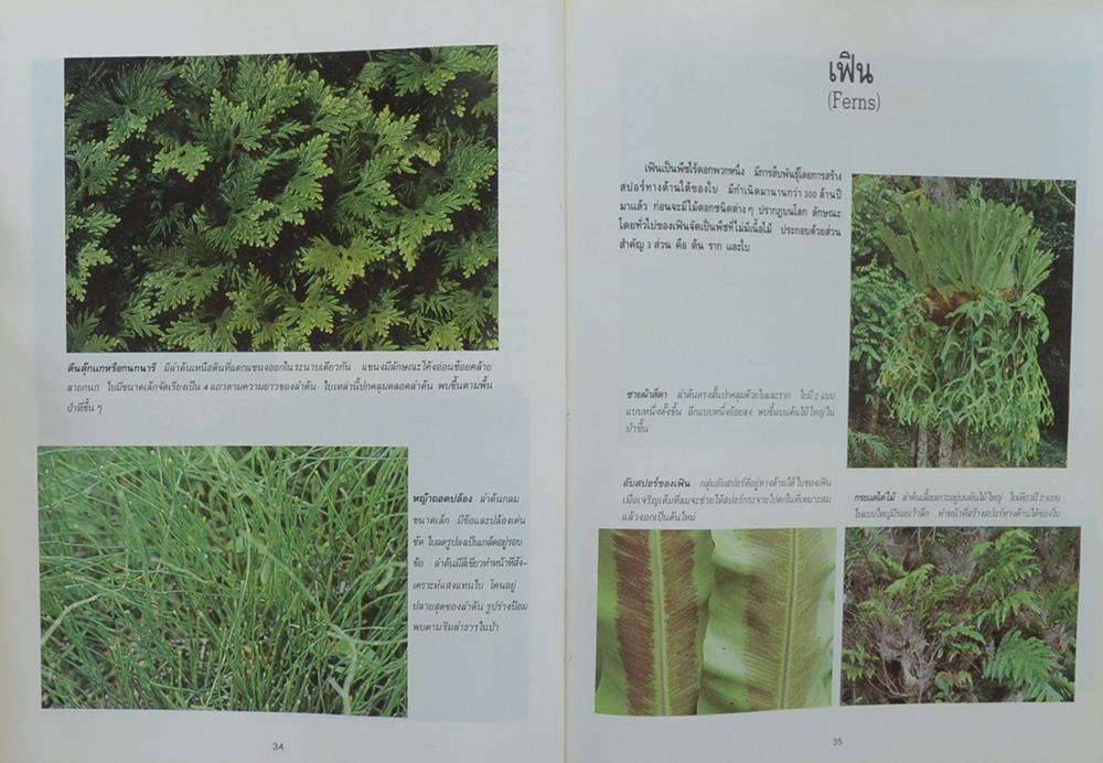 อาณาจักรสิ่งมีชีวิต เล่ม 1 อาณาจักรพืช