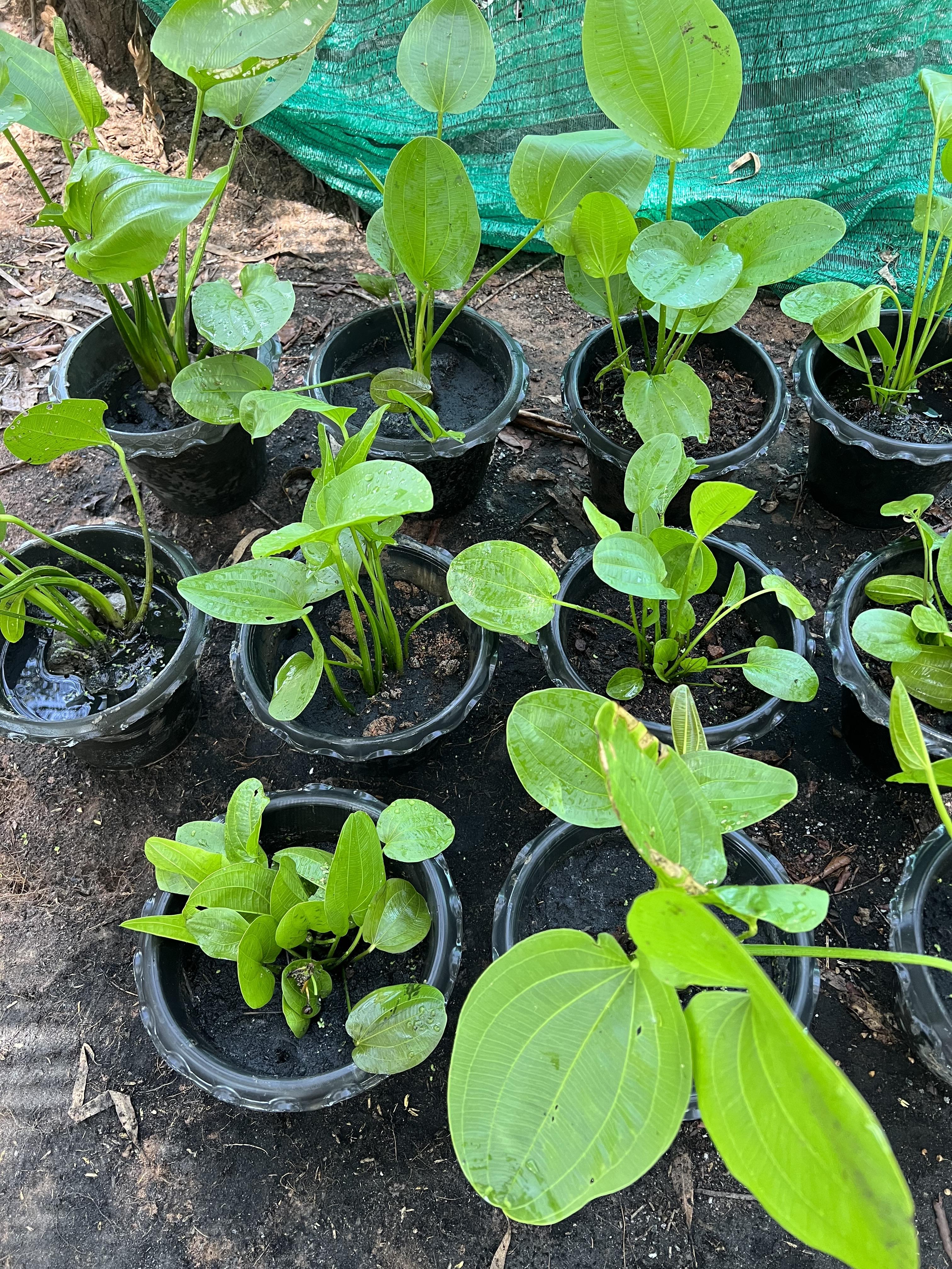 บัวอเมซอน Creeping burhead ไม้น้ำ