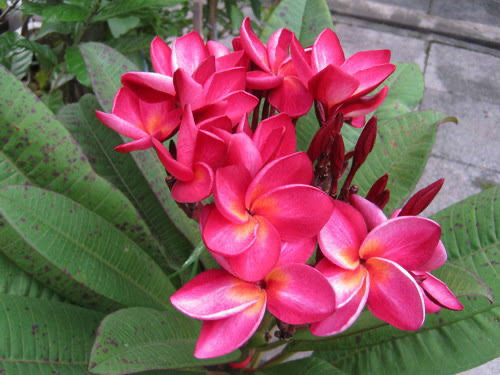 ต้นลีลาวดี แดงสยาม Siam Red ต้นลั่นทม Plumeria ไม้ดอกยืนต้น