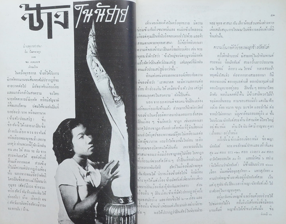 เรื่องของช้าง