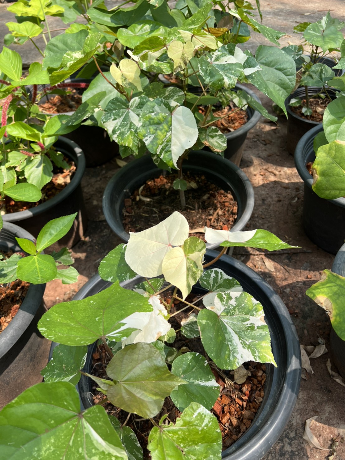 ต้นโพธิ์เจ็ดสี Bodhi Tree ไม้มงคล ไม้ด่าง ไม้ประดับ