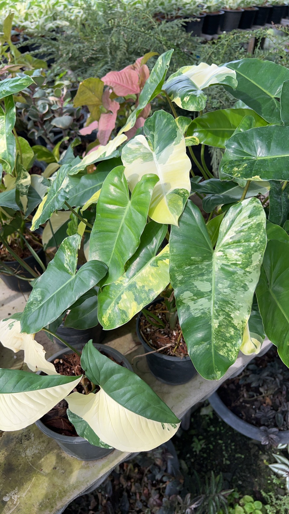 ฟิโลเดนดรอนเบอร์เบิ้ลมาร์ค Philodendron burle-marxii