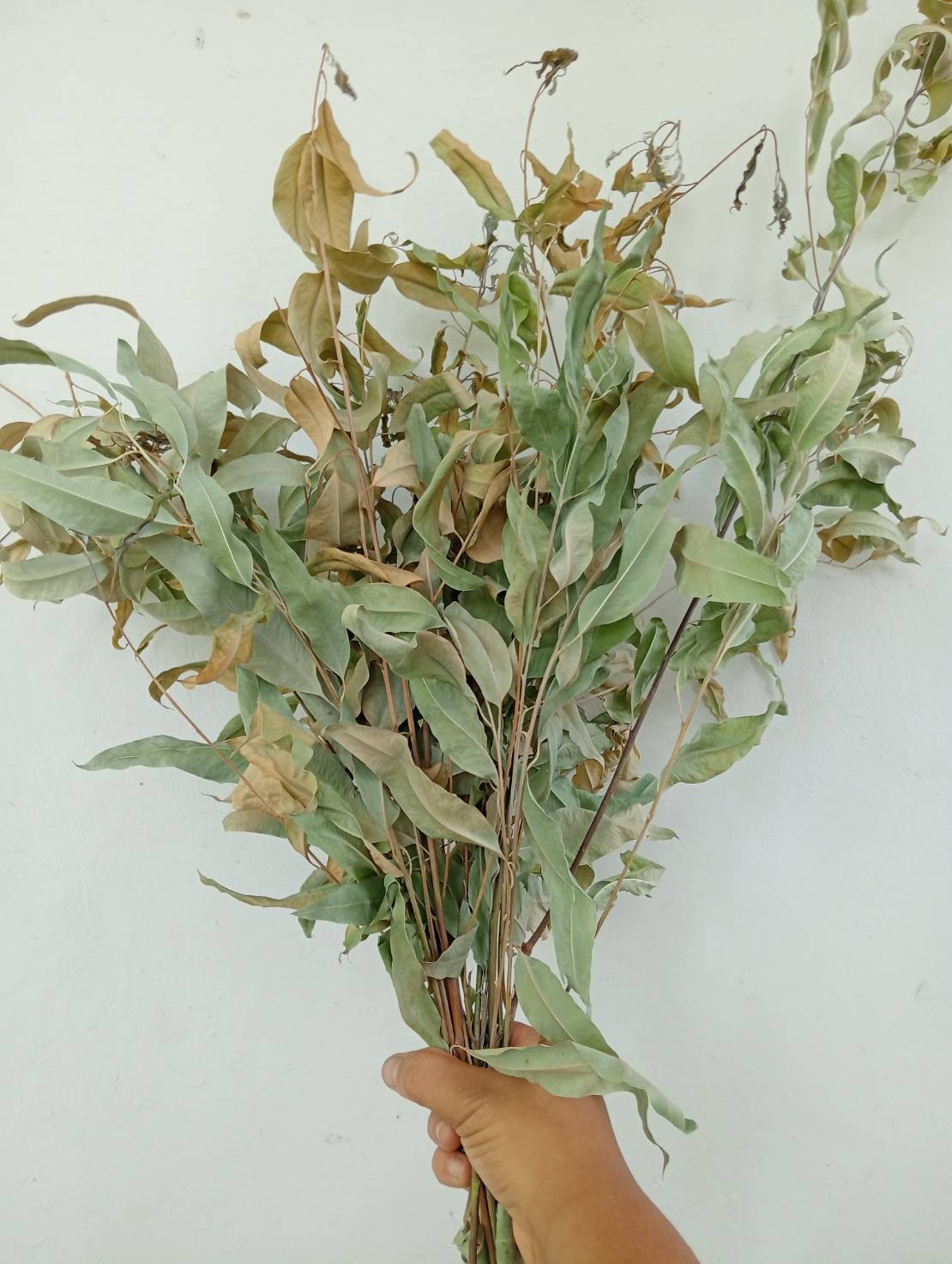 ใบยูคาลิปตัสแห้ง Eucalyptus camaldulensis Dehnh