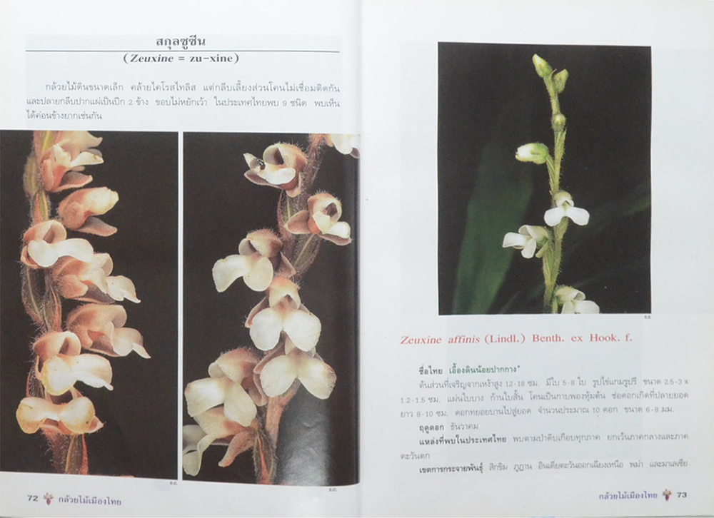 กล้วยไม้เมืองไทย (ขายตามสภาพ)