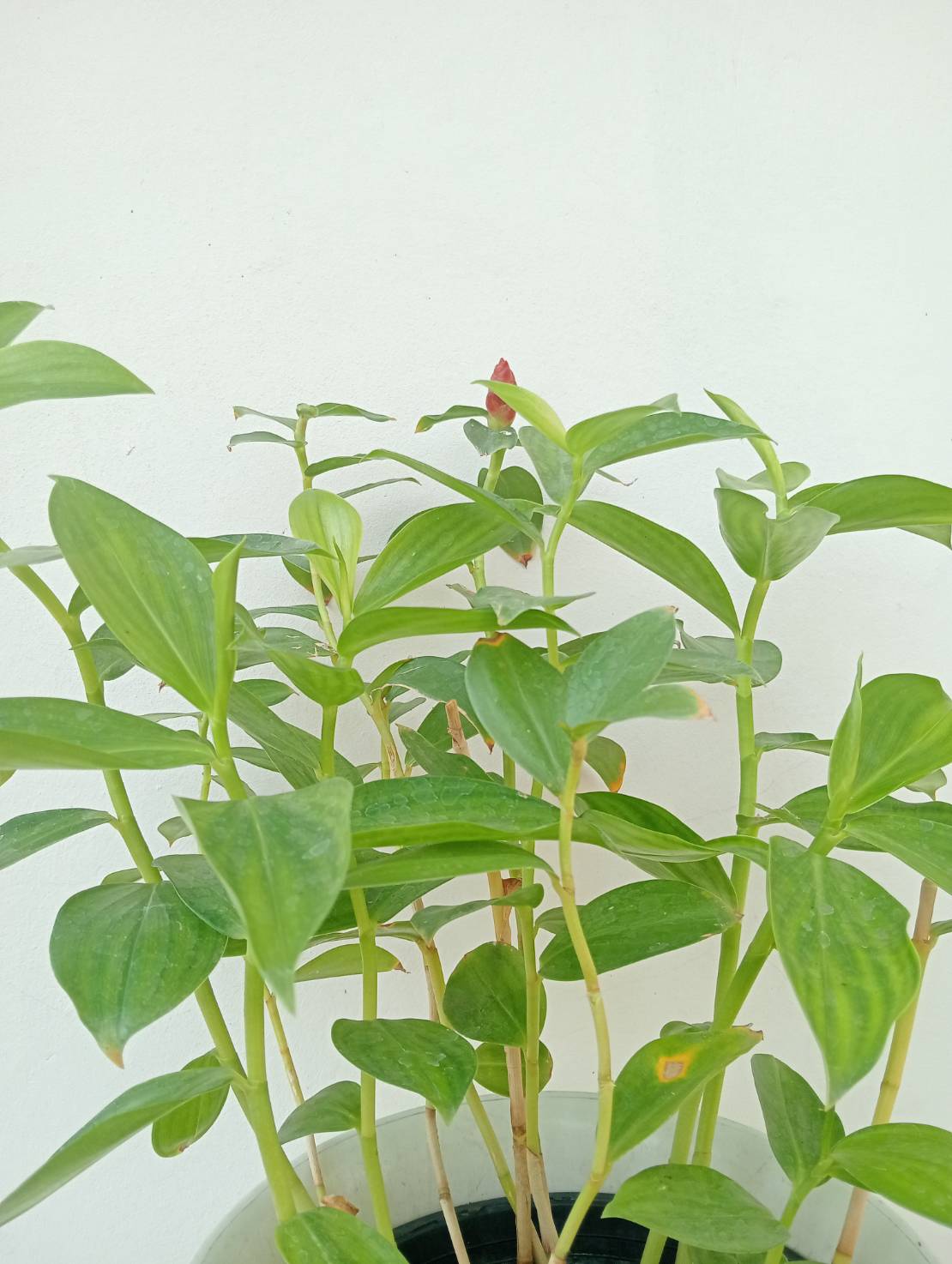 เอื้องหมายนา Crepe-ginger