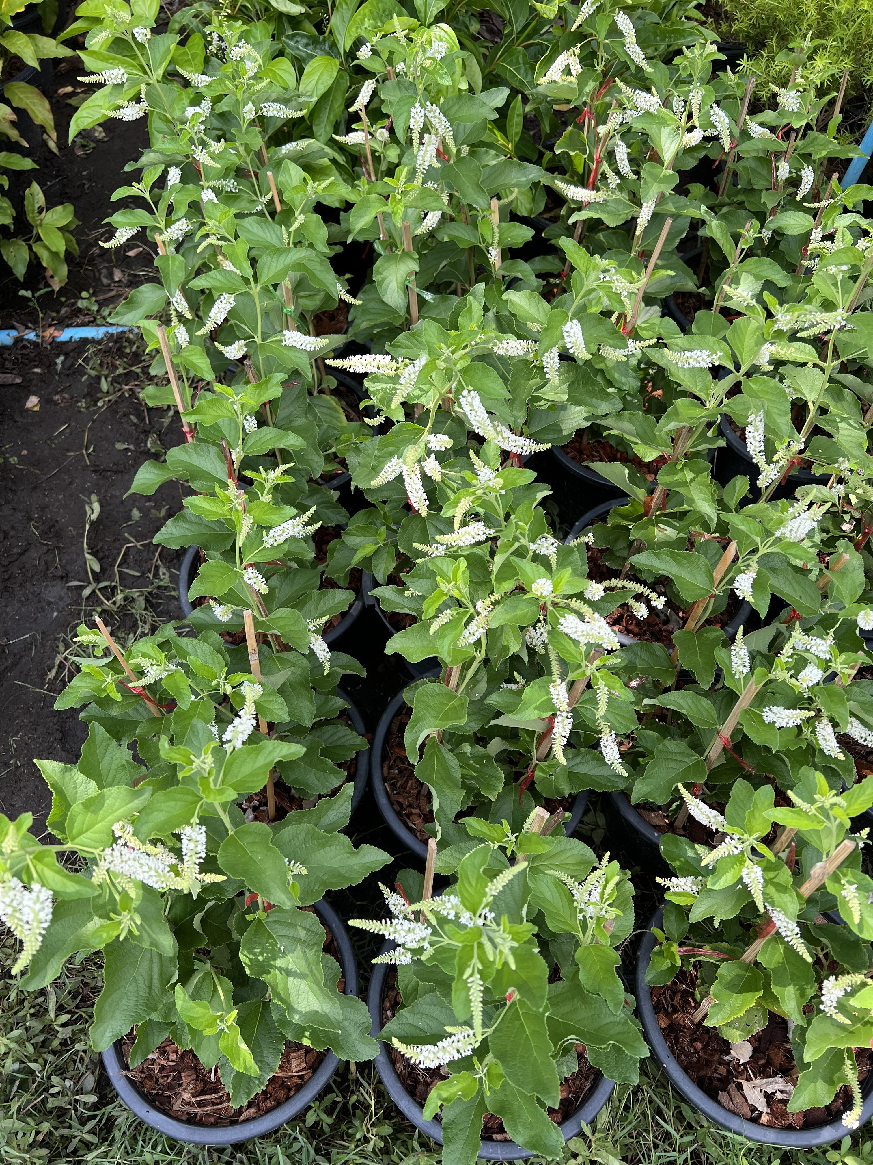 ราชาวดี ดอกขาว Butterfly Bush
