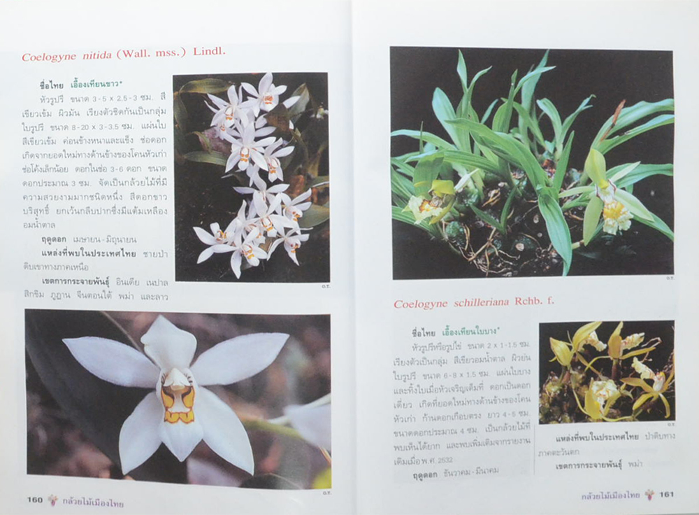 กล้วยไม้เมืองไทย (ขายตามสภาพ)