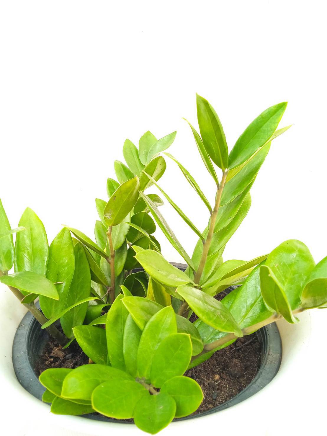 กวักมรกต zanzibar gem