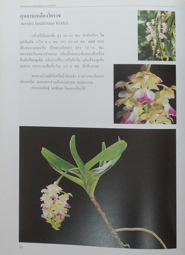 สวนพฤกษศาสตร์สมเด็จพระนางเจ้าสิริกิติ์ เล่ม 6 กล้วยไม้ไทย (ขายตามสภาพ)