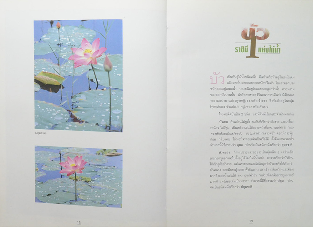 บัว ราชินีแห่งไม้น้ำ (ขายตามสภาพ)