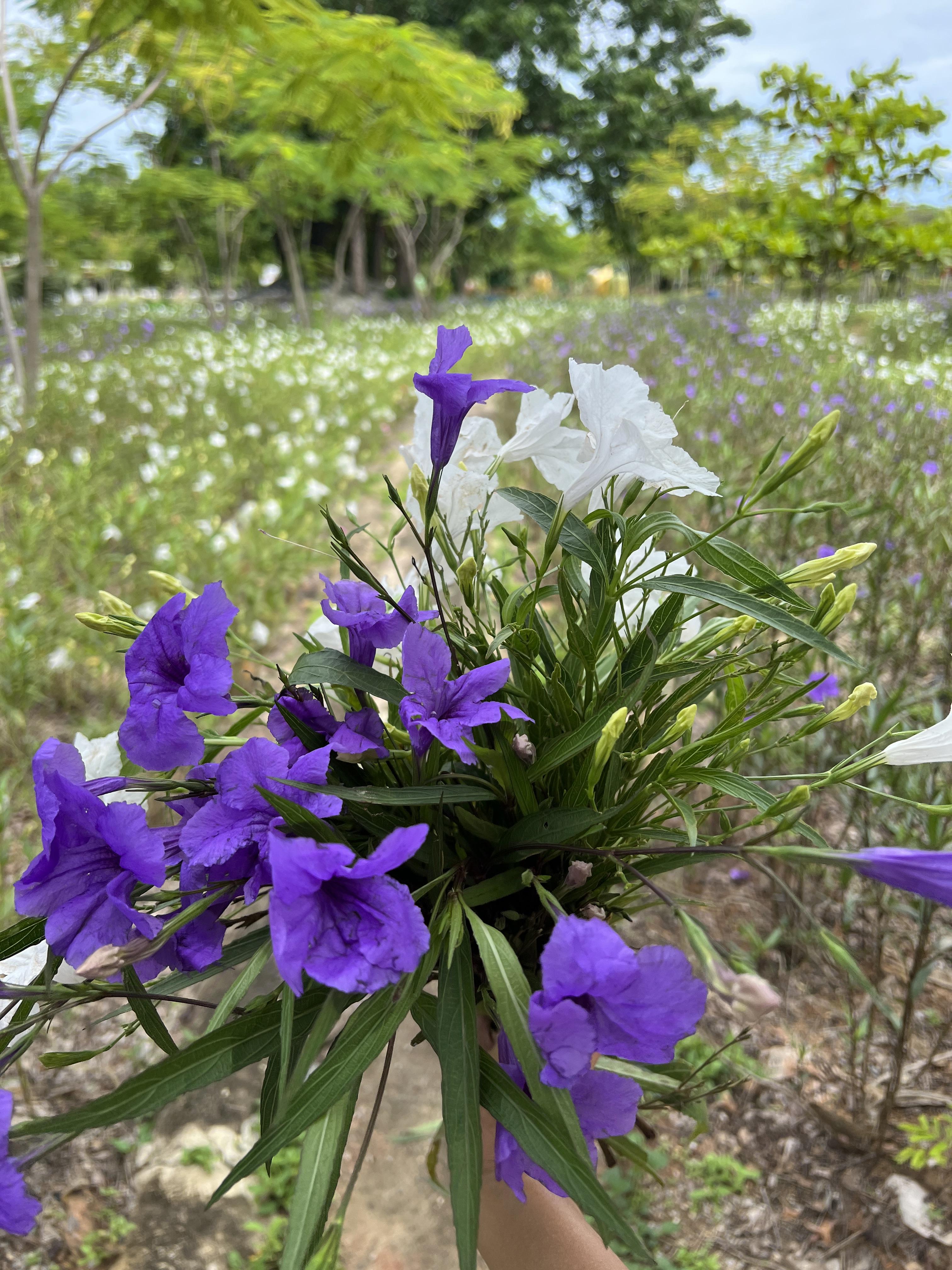 กิ่งต้อยติ่งฝรั่ง Ruellia