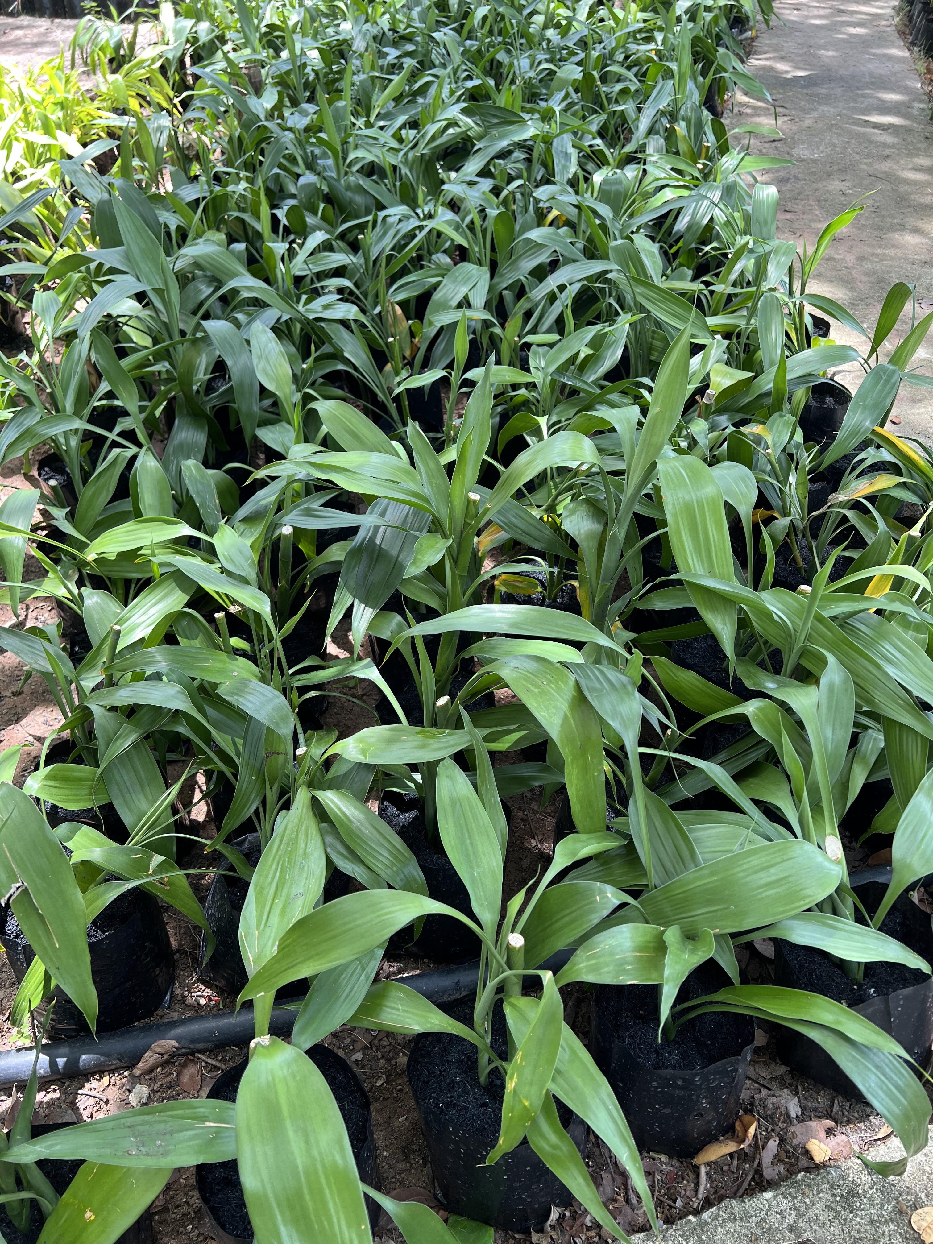 กวนอิมเขียว Lucky Bamboo,Belgain Evergreen