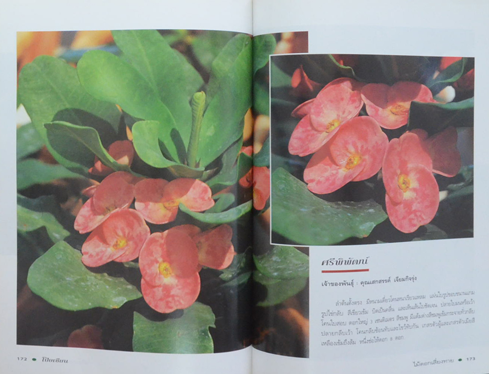 โป๊ยเซียน ไม้ดอกเสี่ยงทาย (เล่ม 2) (ขายตามสภาพ)