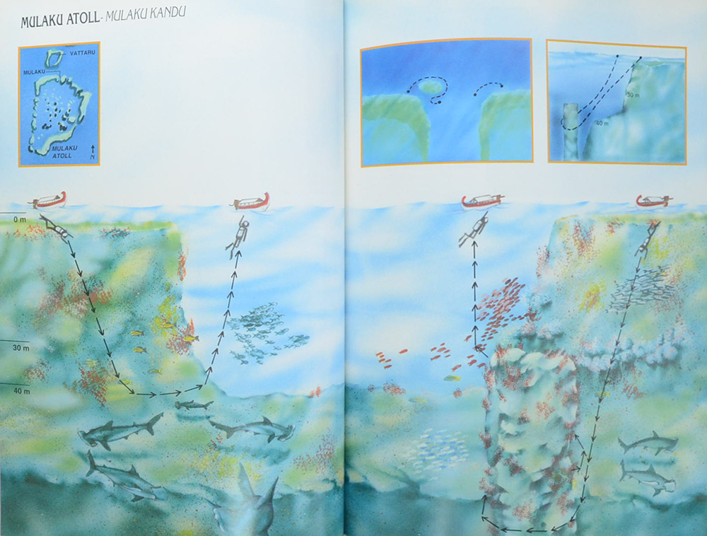 MALDIVES DIVING GUIDE