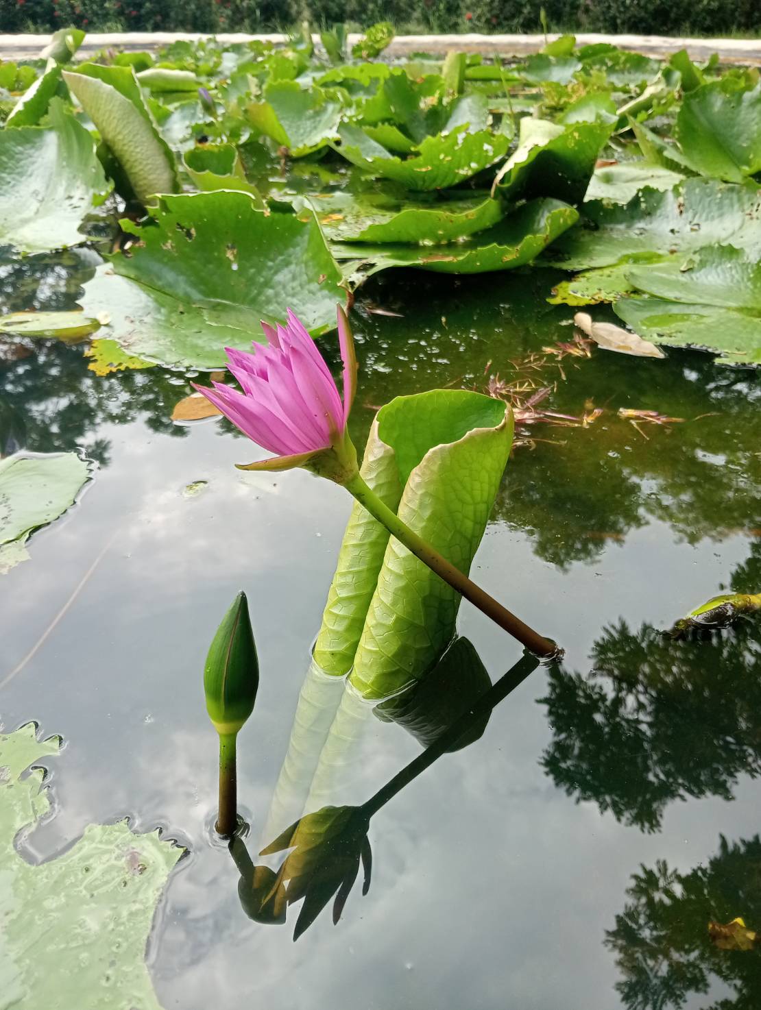 ดินเหนียว ดินปลูกบัว