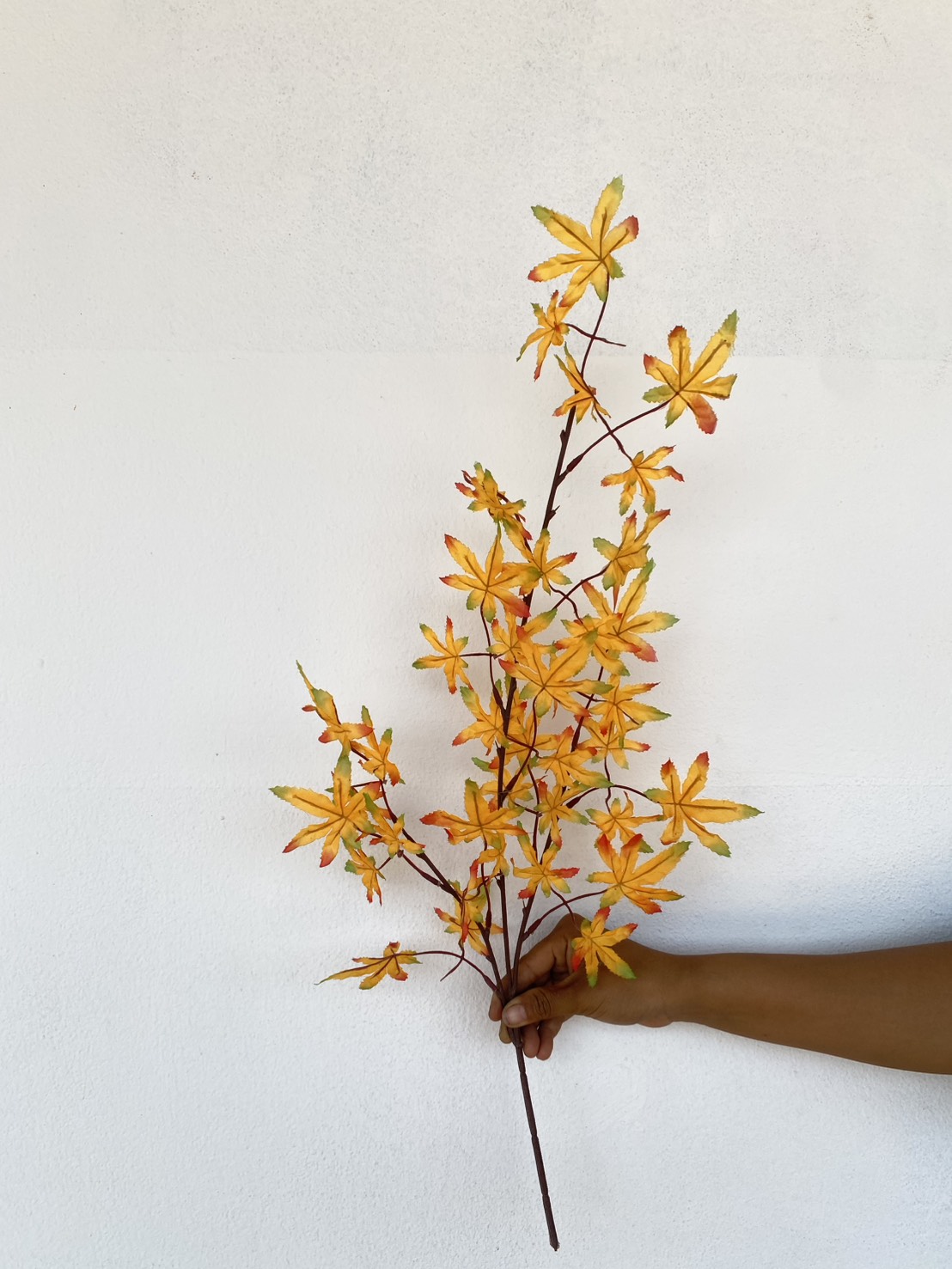 ใบเมเปิ้ล yellow brown