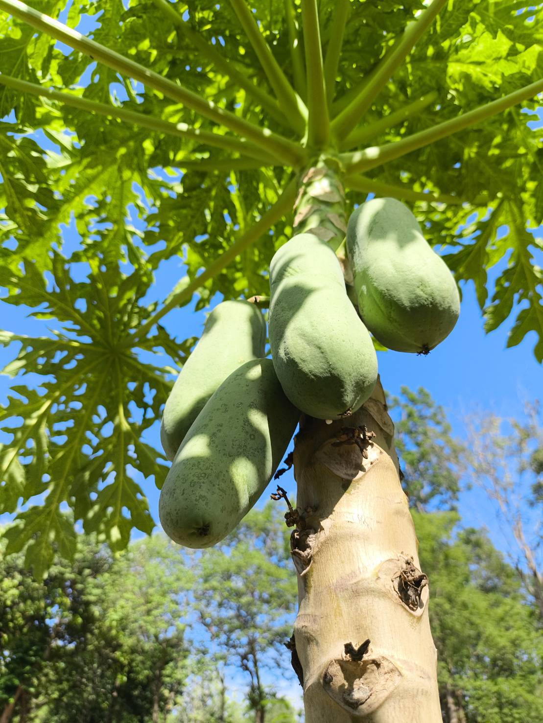ใบมะละกอ ตัดสอ Papaya leave