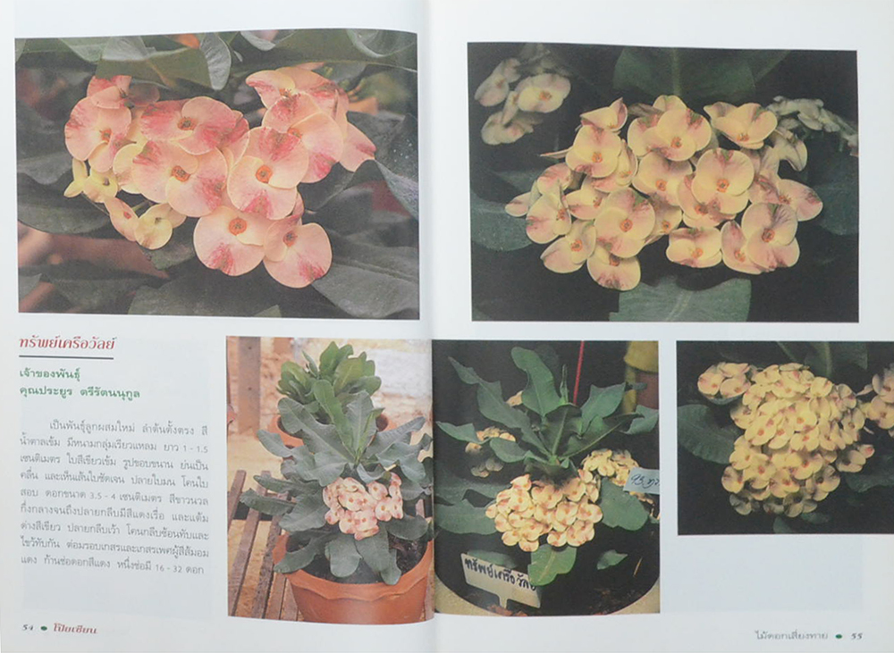 โป๊ยเซียนไม้ดอกเสี่ยงทาย (เล่ม 4/ ขายตามสภาพ)