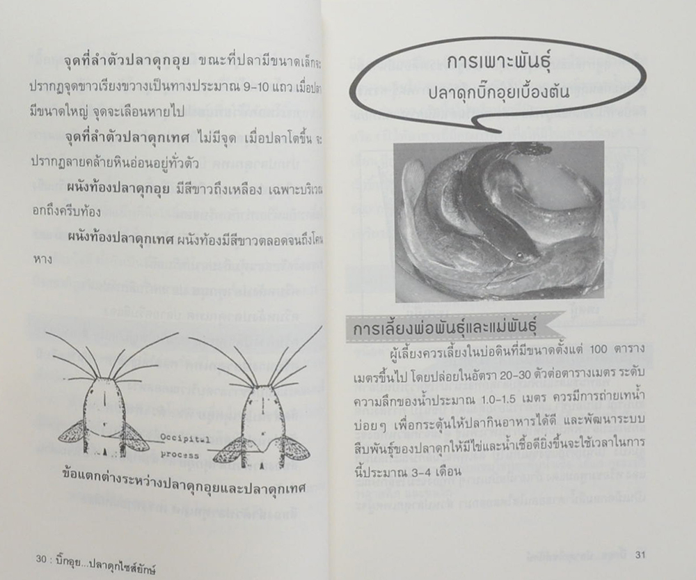บิ๊กอุย...ปลาดุกไซส์ยักษ์