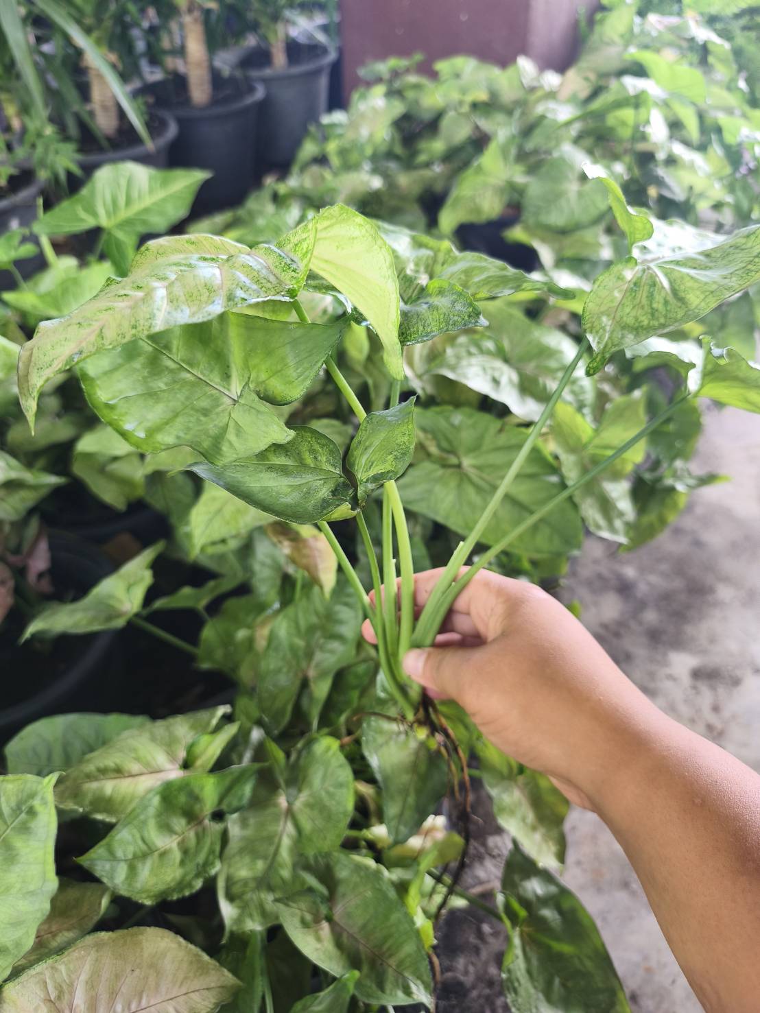 ต้นออมเงิน Syngonium