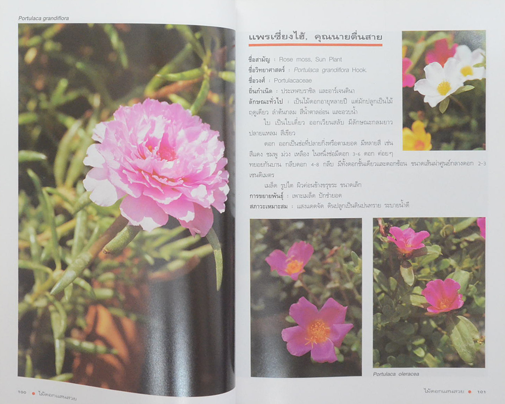 คุณหรุ่น รองรัตน์ (ไม้ดอกแสนสวย ไม้ดอกไม้ประดับ)