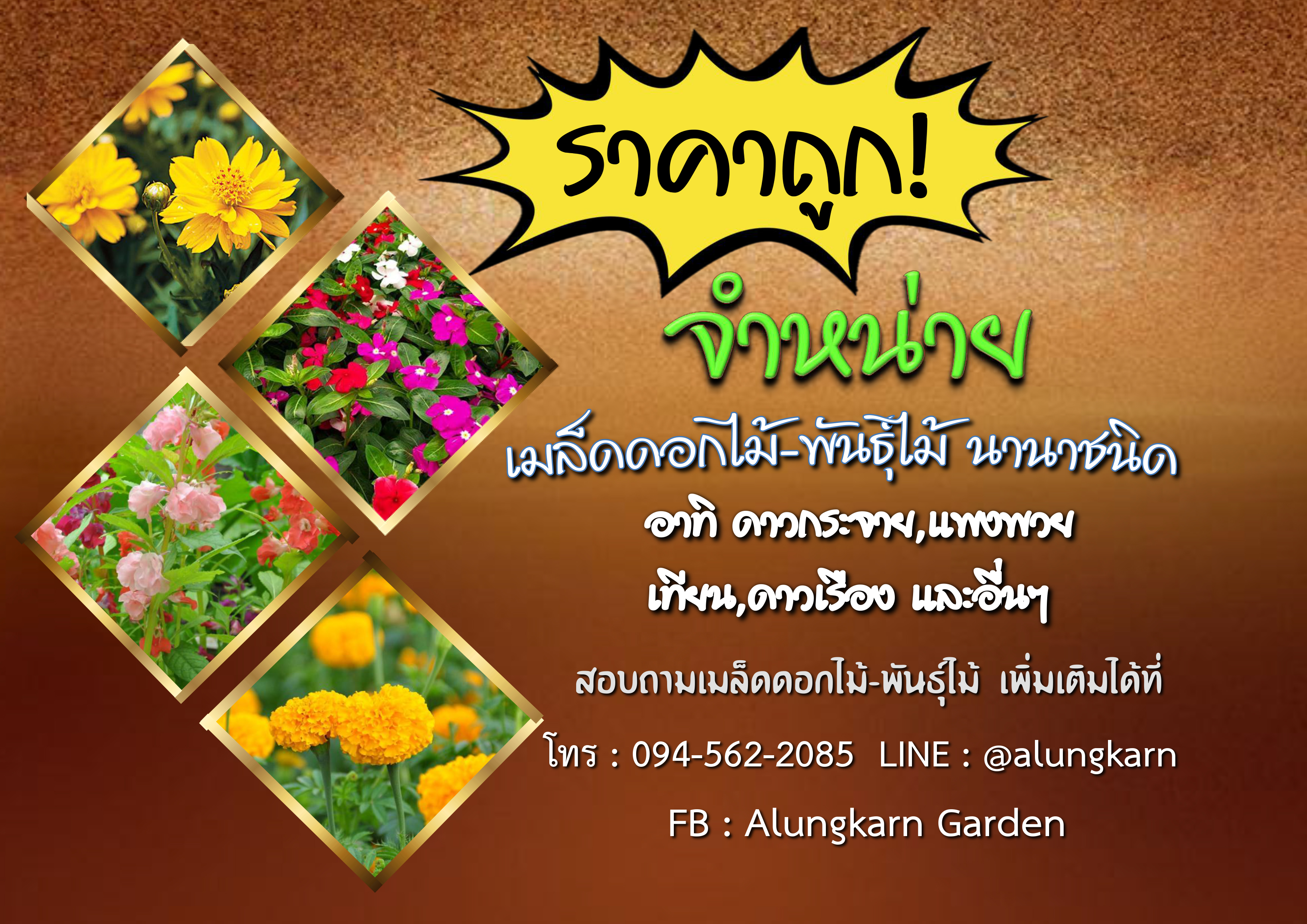 เมล็ดดอกไม้ หลากหลายพันธุ์ seed