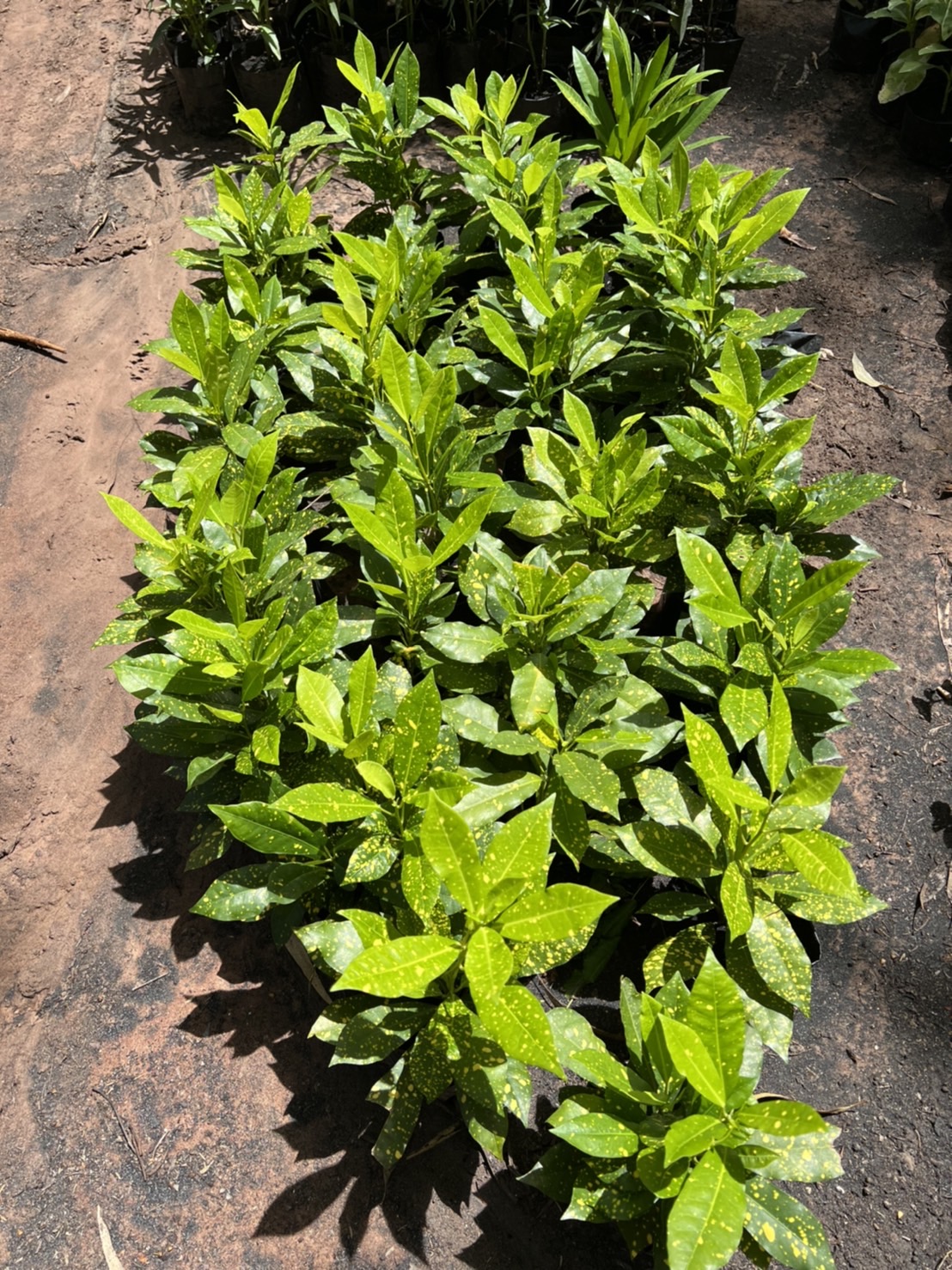 โกสน ใบจุดเหลือง gold dust croton