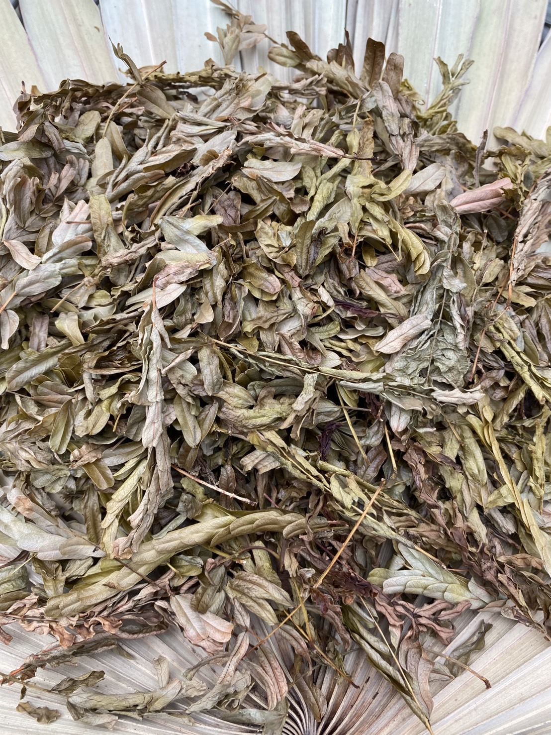 ใบมะขามไทยอบแห้ง ใบมะขาม tamarind leaves