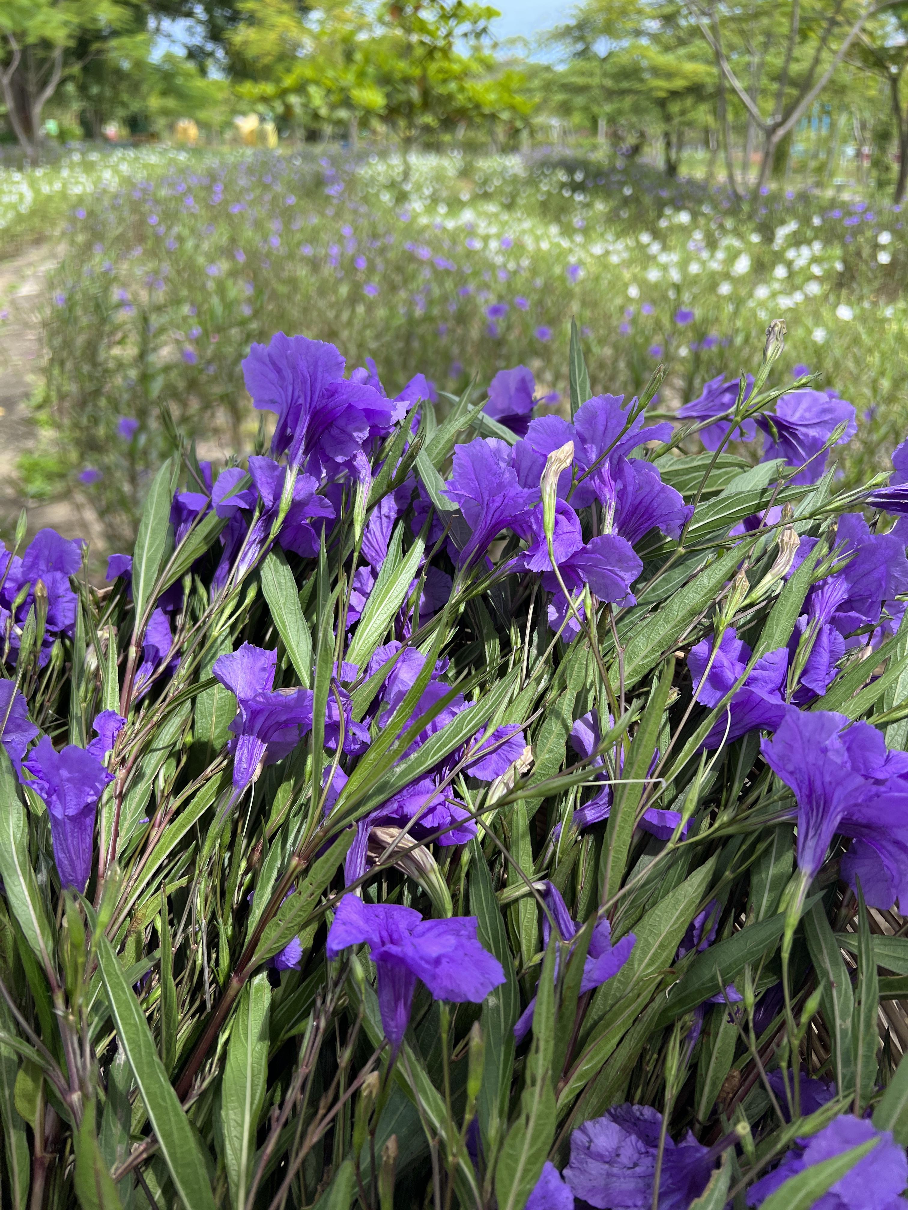 กิ่งต้อยติ่งฝรั่ง Ruellia