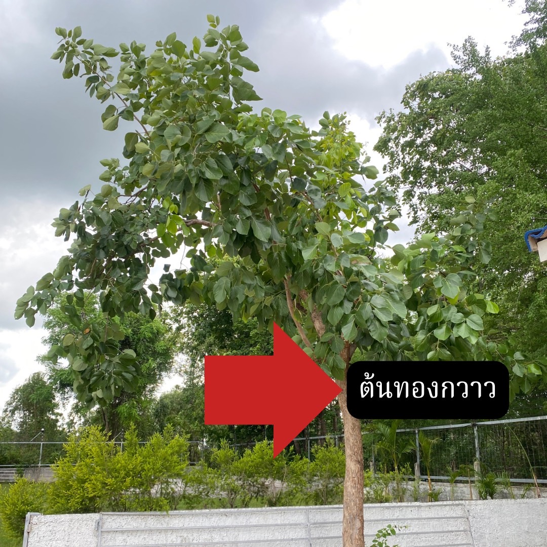 ต้นทองกวาว Butea monosperma (Lam.) Taub