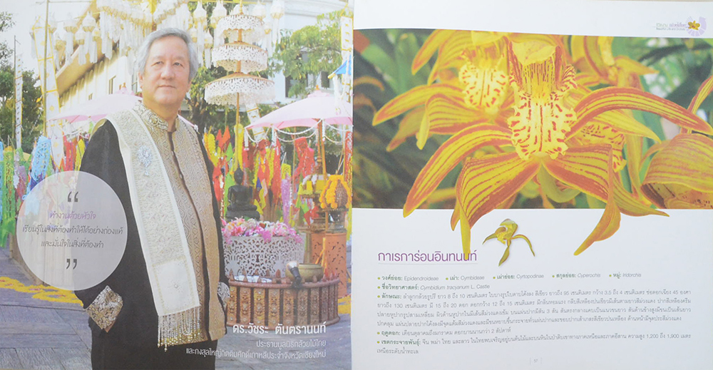 ชีวิตงาม กล้วยไม้ไทย (ขายตามสภาพ)