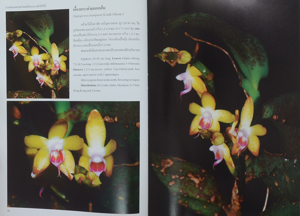 สวนพฤกษศาสตร์สมเด็จพระนางเจ้าสิริกิติ์ กล้วยไม้ไทย 2 (ไทย-อังกฤษ)