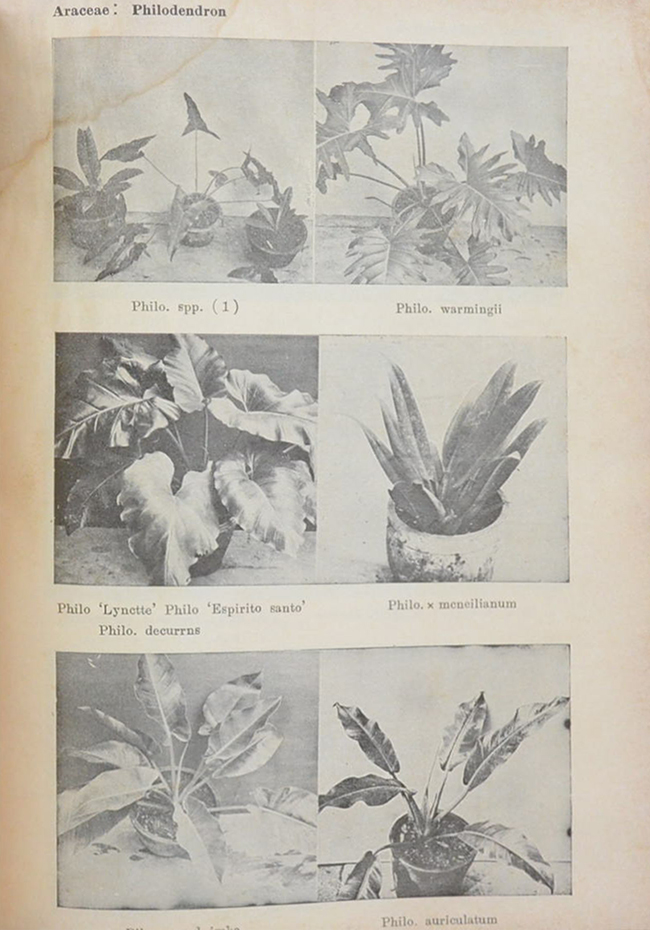 ไม้ดอกไม้ประดับ