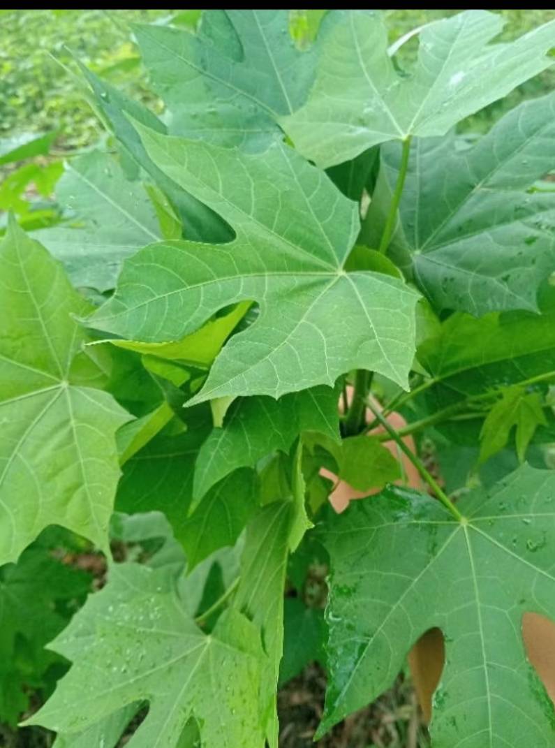 ใบผักผงชูรส คะน้าเม็กซิโก หรือ ใบผักไชยา Bai Chaiya