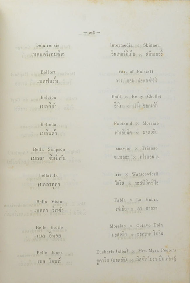 CATTLEYA & LAELIOCATTLEYA