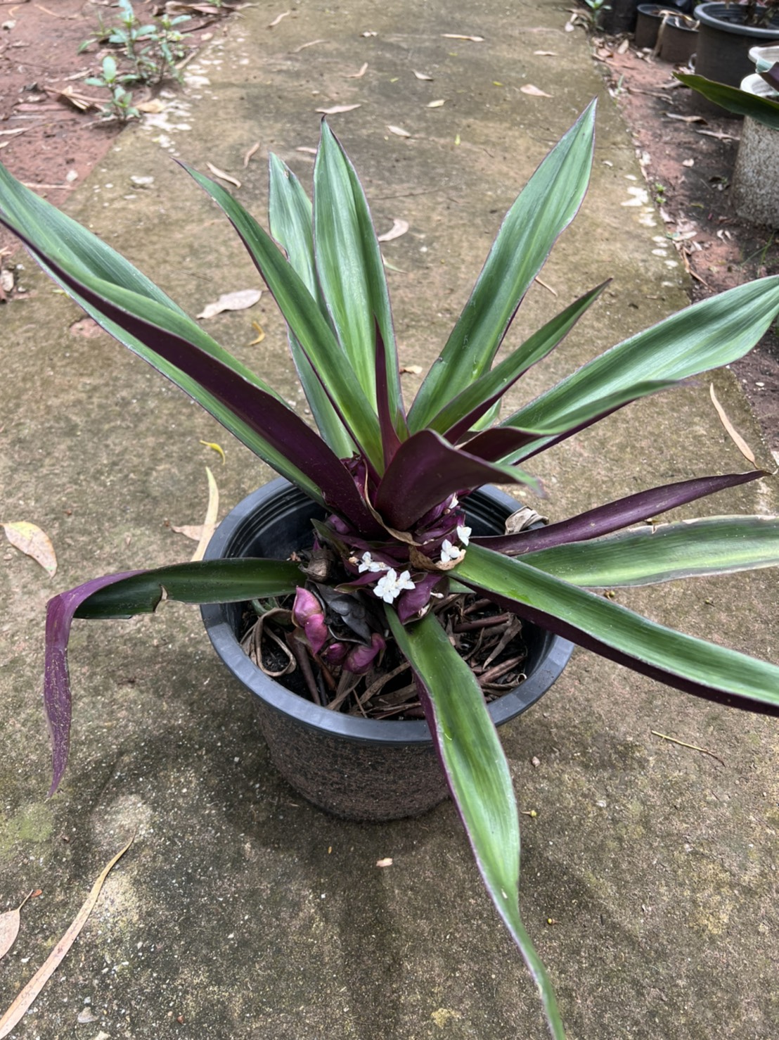 กาบหอยแครงยักษ์ , ว่านกาบหอยแครงยักษ์ giant boat lily