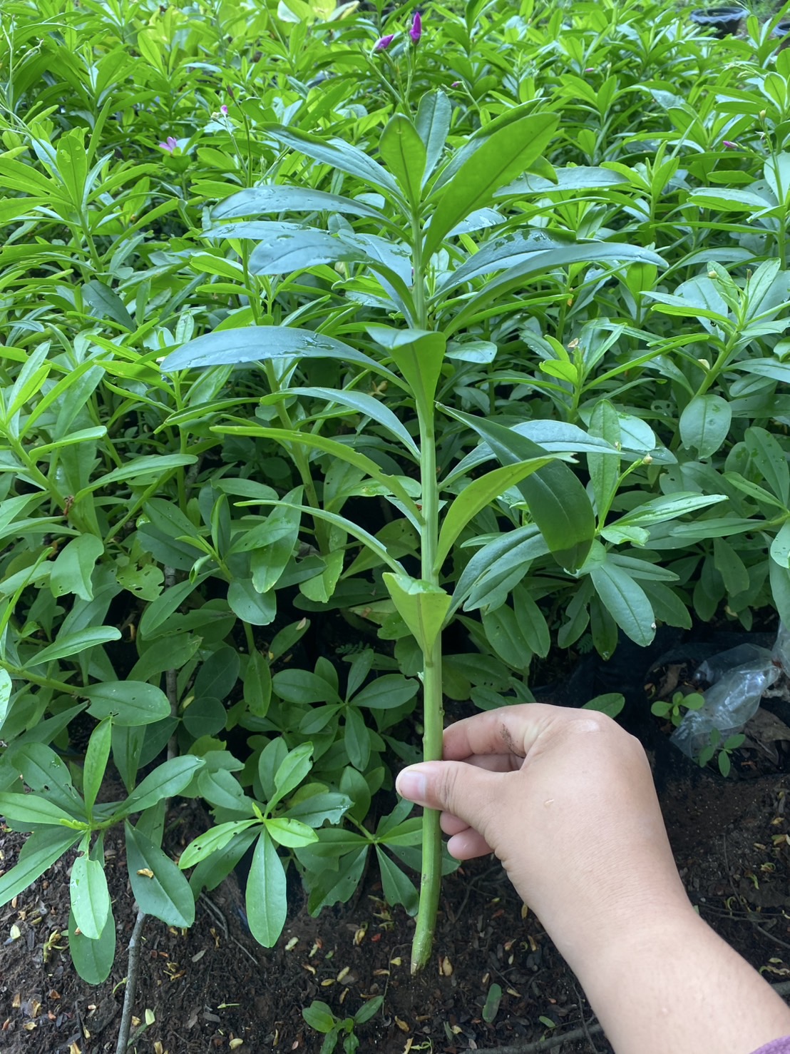 โสมไทยปักชำสด 🌿 ปลูกเองได้ง่าย โตเร็ว