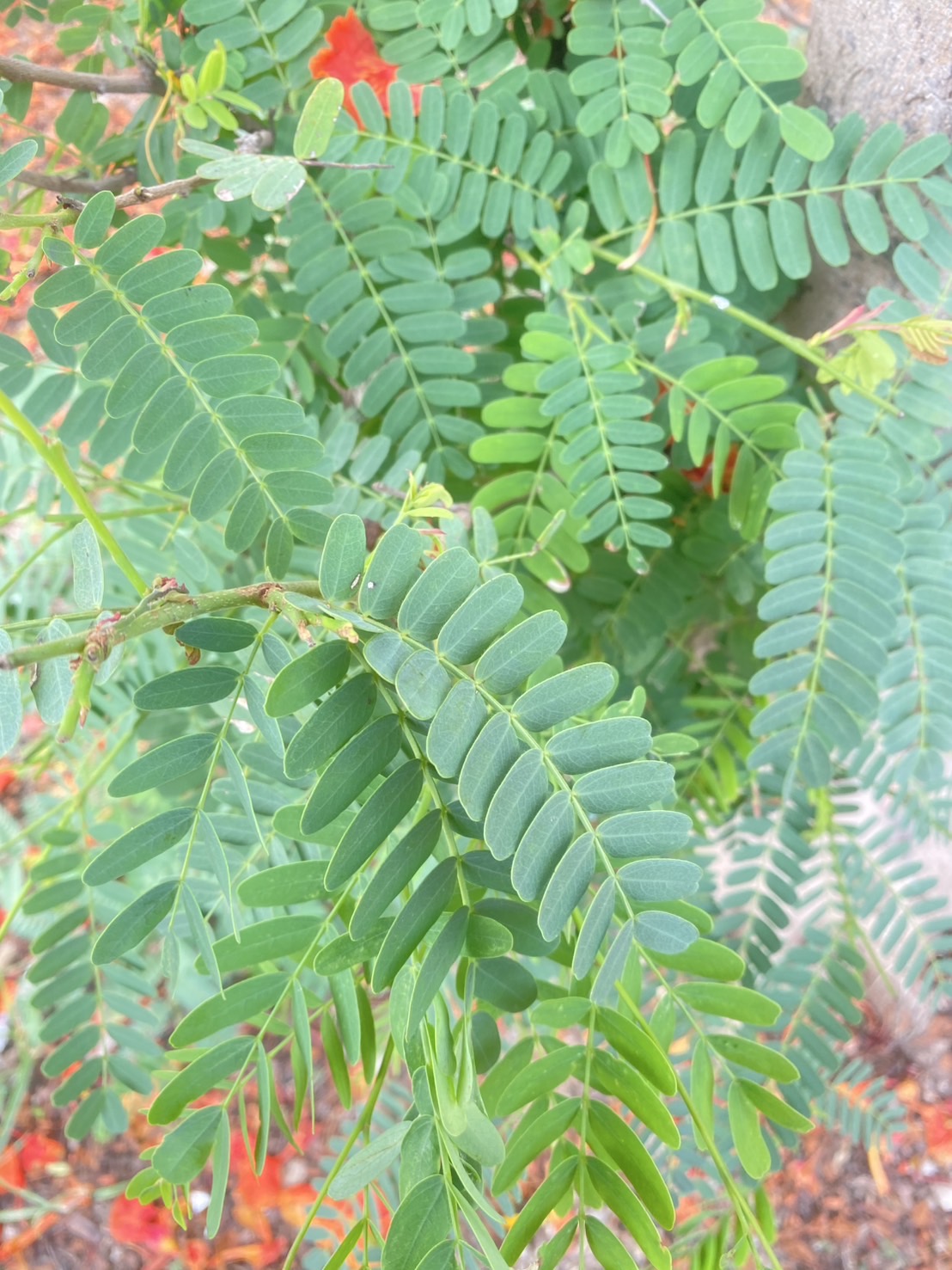 ใบมะขาม ใบมะขามใบใหญ่สด Tamarind leaf