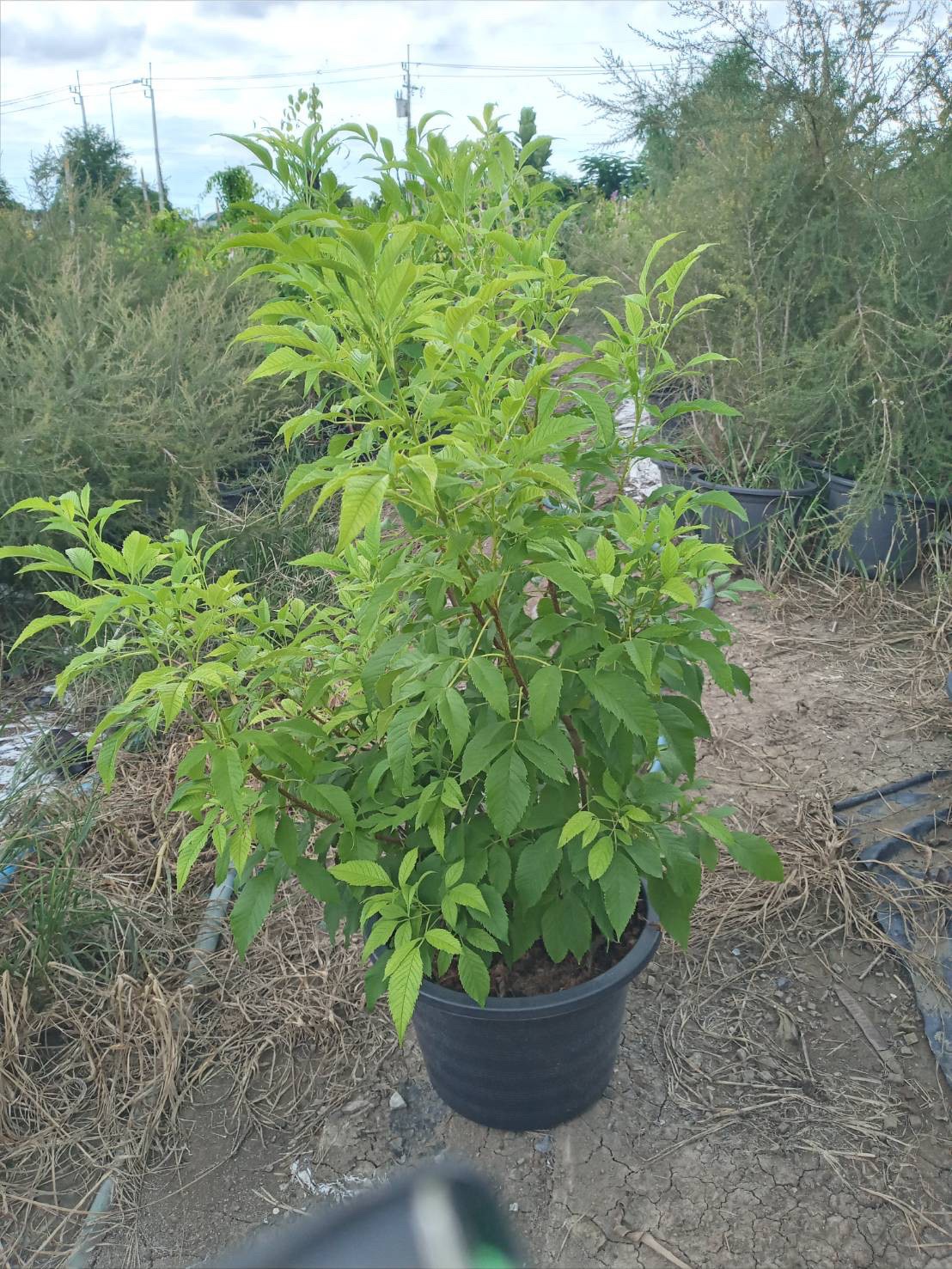 ทองอุไร Yellow elder