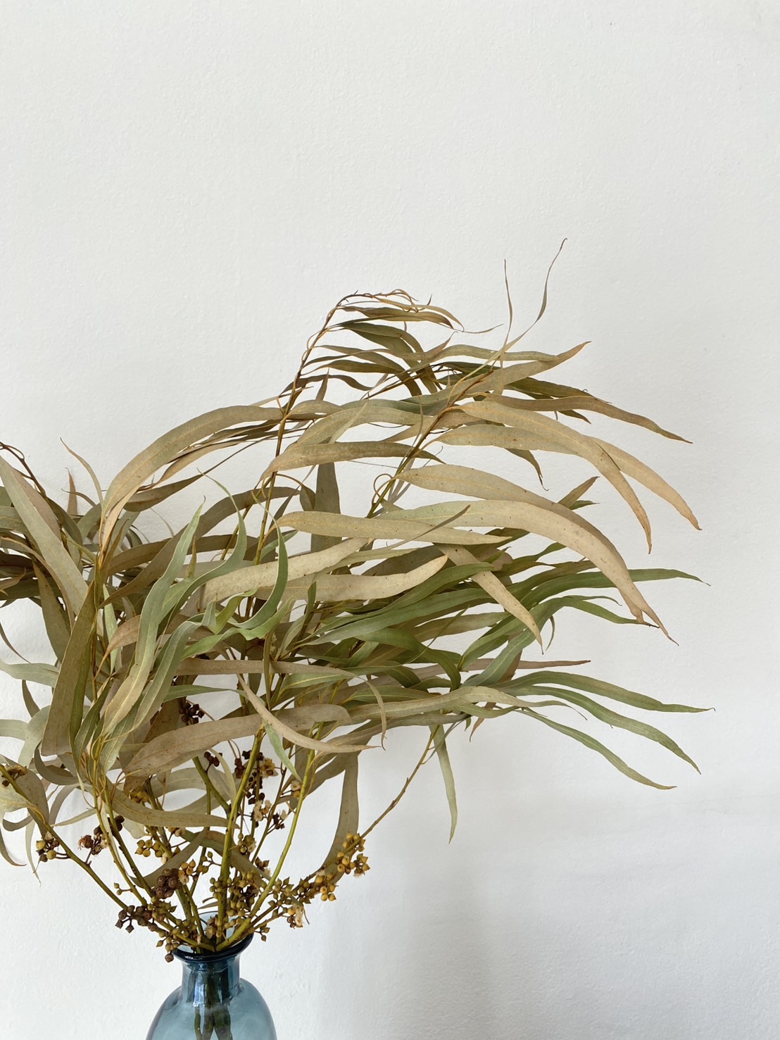 ใบยูคาลิปตัสแห้งใบยาว Eucalyptus