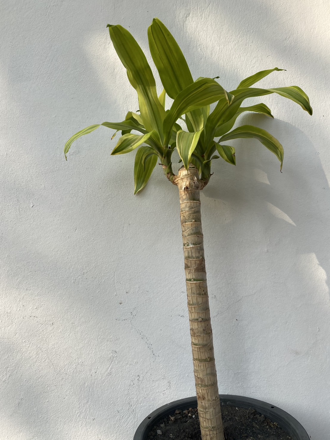 ต้นวาสนา Corn plant, Dracaena ไม้มงคล เสริมดวง