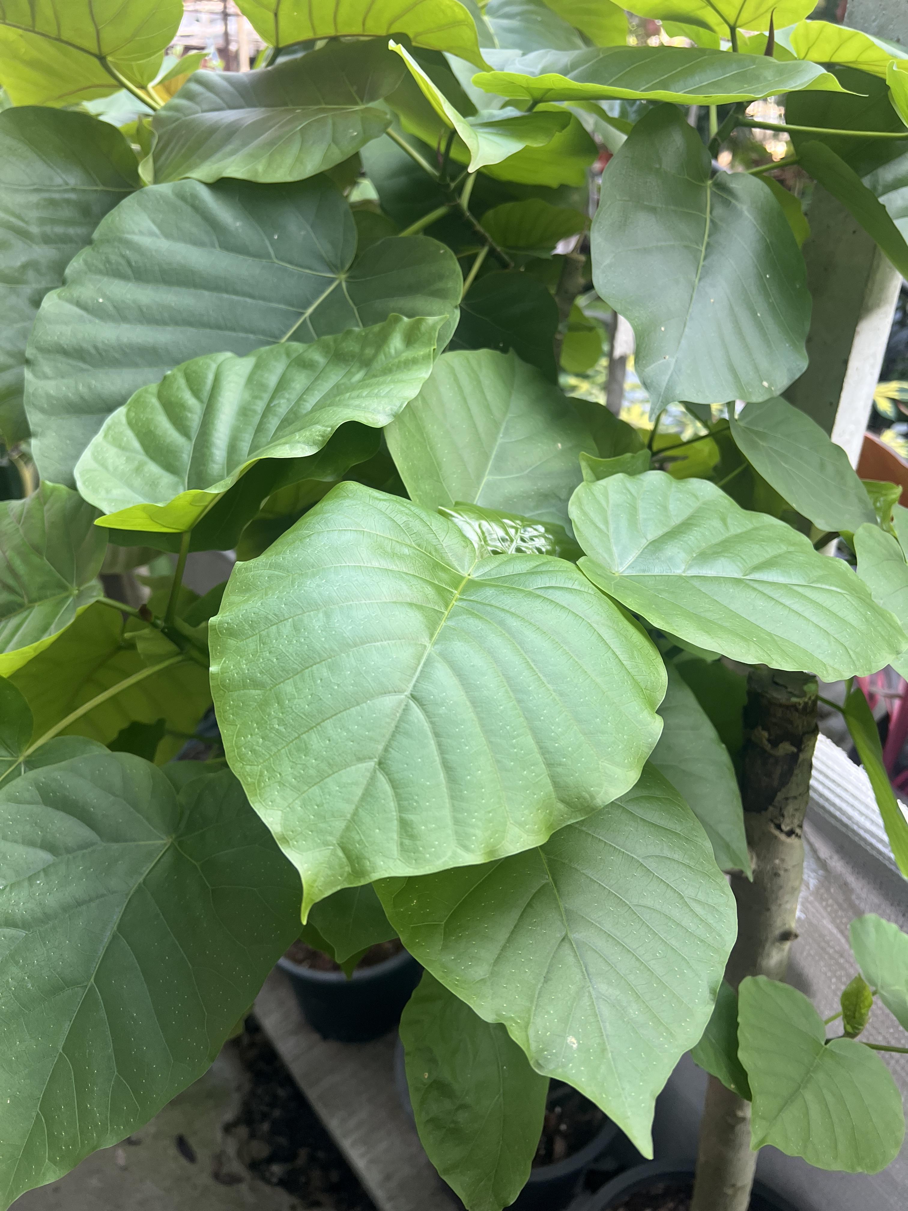 ไทรเจ้าสัว