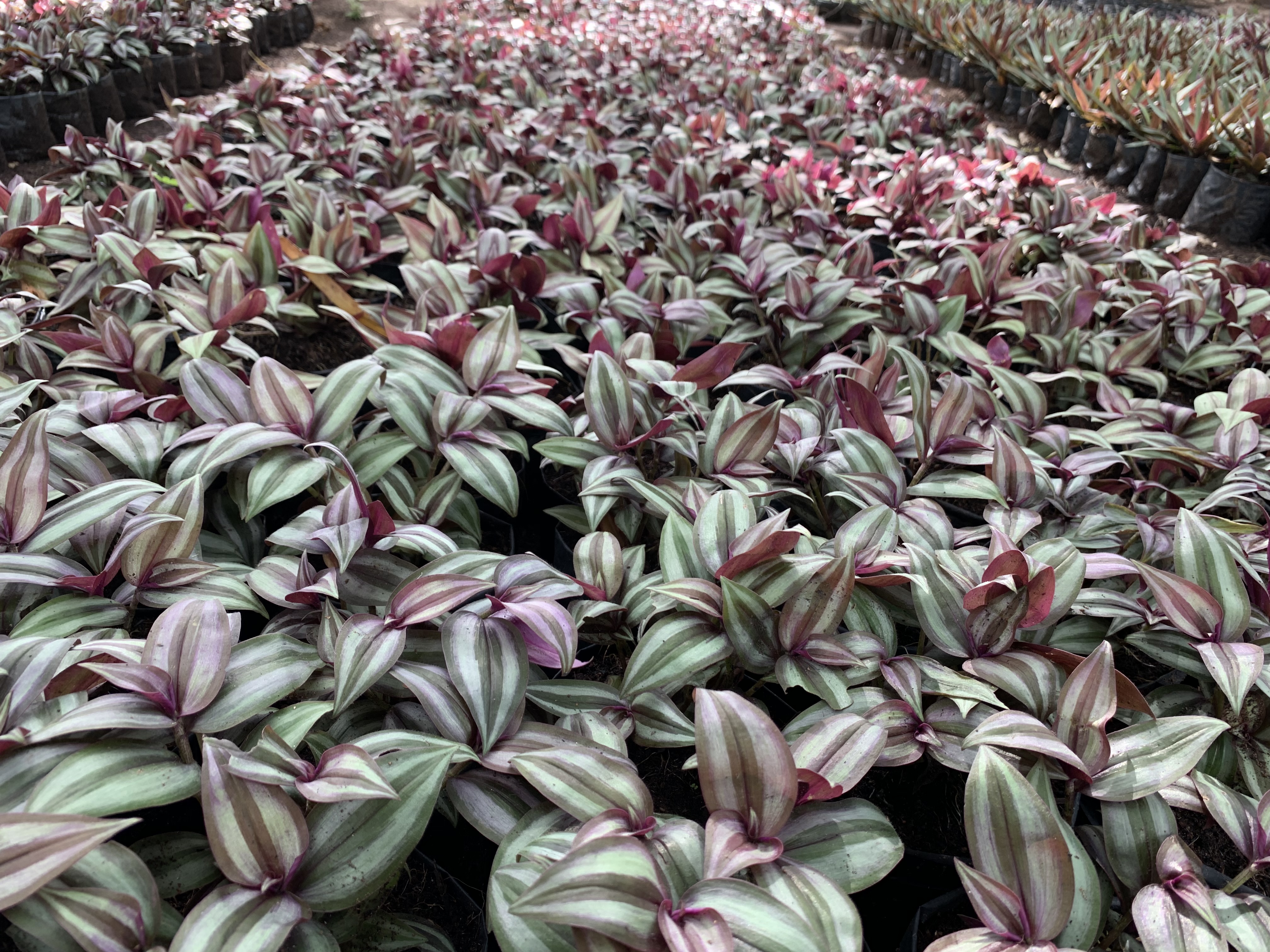 ก้ามปูหลุด หรือ ปีกแมลงสาบ Wandering Jew