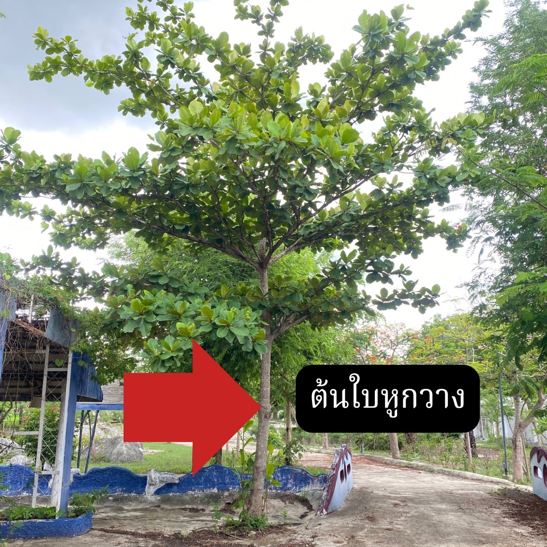 ต้นหูกาวง Terminalia catappa L