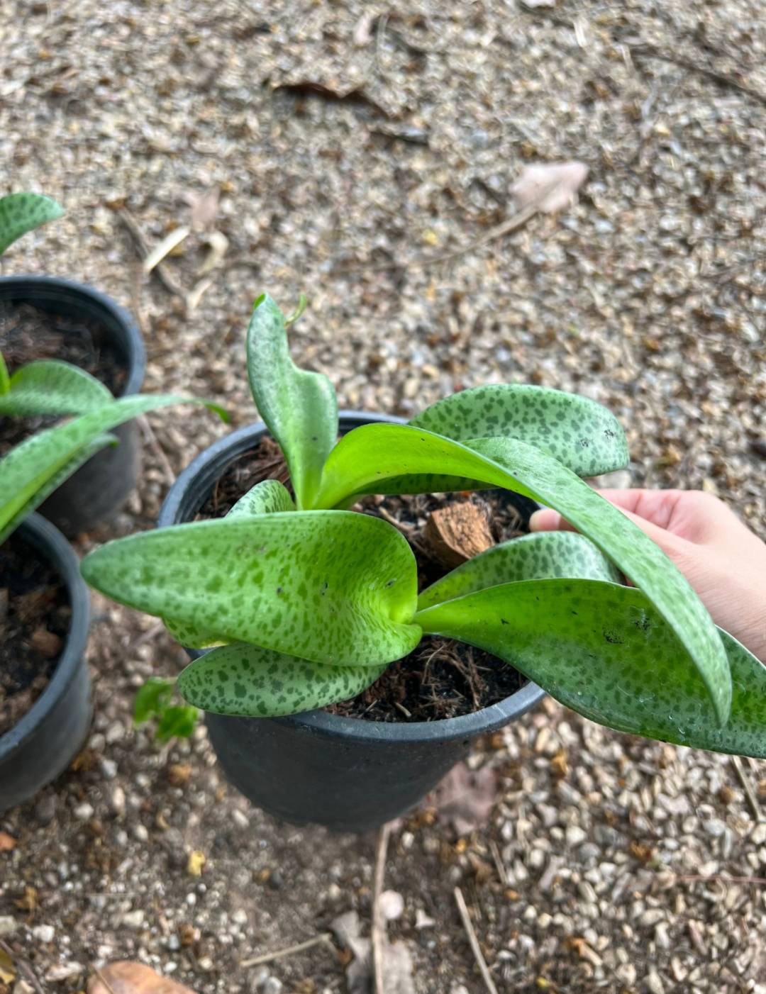 รวยไม่เลิก Drimiopsis Maculata